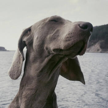 DogCare.best Independent Dog Health Review | April 2026